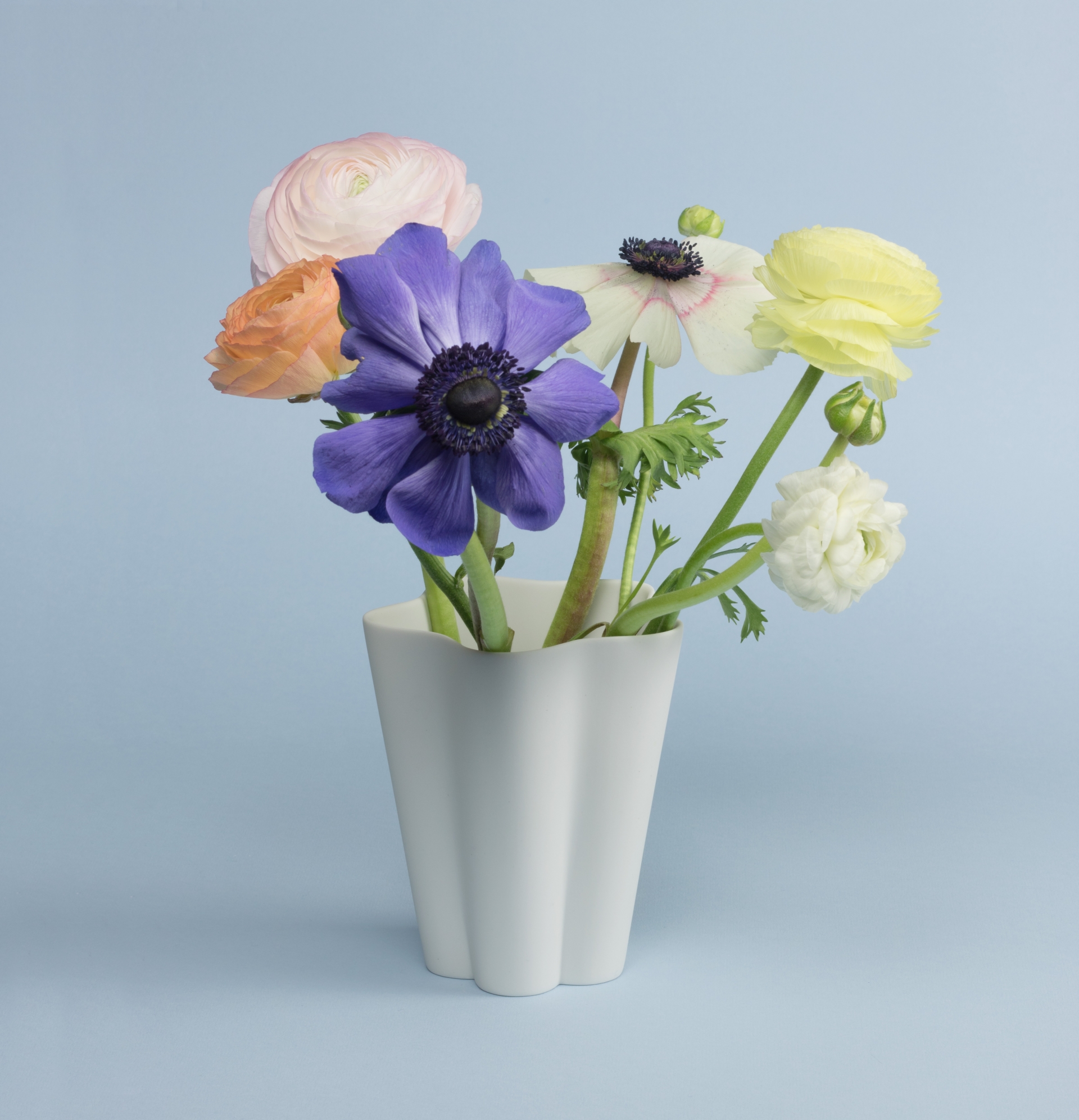  IRIS COLLECTION / HAY